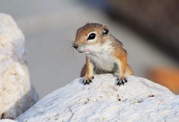 White-tailed antelope squirrel - image #473761 gratis